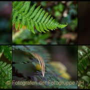 Fotowalk Bergpark Eppstein - Fotografin Jutta R. Buchwald