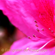 Fotowalk Palmengarten - Fotograf Albert Wenz