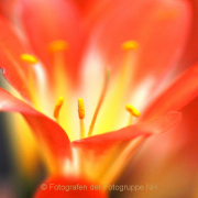 Fotowalk Palmengarten - Fotograf Albert Wenz