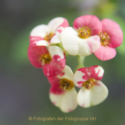 Fotowalk Palmengarten - Fotograf Helmut Joa