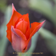 Fotowalk Palmengarten - Fotograf Helmut Joa