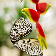 Fotowalk Schmetterlingspark Schloss Sayn - Fotograf Henry Mann