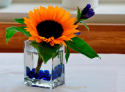 Monatsthema Spiel mit Glas und Wasser - Fotograf Albert Wenz
