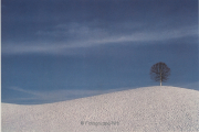 Bäume - Fotograf Horst Zeich