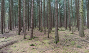 Bäume - Fotograf Olaf Kratge