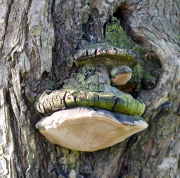 Bäume - Fotograf Henry Mann