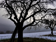 Bäume - Fotograf Henry Mann