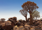 Bäume - Fotograf Michael Schwarz