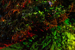 Winterlicht 2015