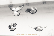 Experimentell - Fotograf Olaf Kratge