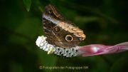 Schmetterlinge und Blüten - Fotograf Ahmed Touil