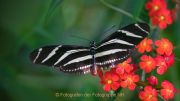 Schmetterlinge und Blüten - Fotograf Ahmed Touil
