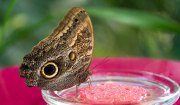 Schmetterlinge und Blüten - Fotograf Ahmed Touil