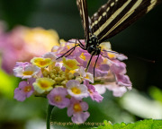 Schmetterlinge und Blüten - Fotografin Anne Jeuk