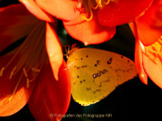 Schmetterlinge und Blüten - Fotografin Anne Jeuk