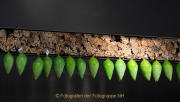 Schmetterlinge und Blüten - Fotografin Anne Jeuk