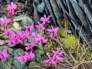 Schmetterlinge und Blüten - Fotografin Britta Groll