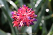Schmetterlinge und Blüten - Fotografin Christa Zimmermann