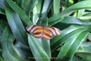 Schmetterlinge und Blüten - Fotografin Christa Zimmermann