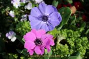 Schmetterlinge und Blüten - Fotografin Christa Zimmermann