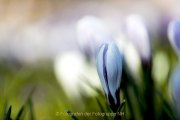 Schmetterlinge und Blüten - Fotografin Jutta R. Buchwald