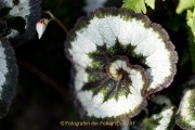 Schmetterlinge und Blüten - Fotografin Jutta R. Buchwald