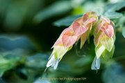 Schmetterlinge und Blüten - Fotografin Jutta R. Buchwald