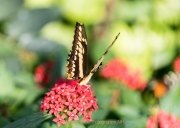 Schmetterlinge und Blüten - Fotografin Jutta R. Buchwald