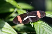 Schmetterlinge und Blüten - Fotografin Jutta R. Buchwald