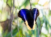 Schmetterlinge und Blüten - Fotografin Jutta R. Buchwald