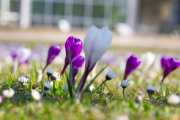 Schmetterlinge und Blüten - Fotograf Jörg Zimmermann