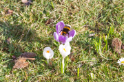 Schmetterlinge und Blüten - Fotograf Jörg Zimmermann