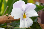 Schmetterlinge und Blüten - Fotograf Jörg Zimmermann