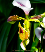 Schmetterlinge und Blüten - Fotograf Jörg Zimmermann