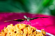 Schmetterlinge und Blüten - Fotograf Jörg Zimmermann