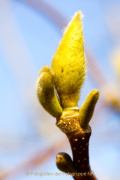 Schmetterlinge und Blüten - Fotograf Jörg Zimmermann