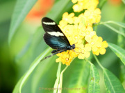 Schmetterlinge und Blüten - Fotografin Nicole Gieseler