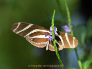 Schmetterlinge und Blüten - Fotografin Nicole Gieseler