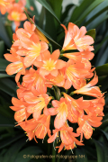 Schmetterlinge und Blüten - Fotograf Werner Ch. Buchwald