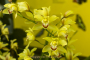 Schmetterlinge und Blüten - Fotograf Werner Ch. Buchwald