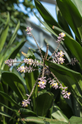Schmetterlinge und Blüten - Fotograf Werner Ch. Buchwald