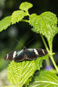 Schmetterlinge und Blüten - Fotograf Werner Ch. Buchwald