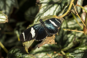 Schmetterlinge und Blüten - Fotograf Werner Ch. Buchwald
