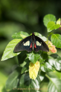 Schmetterlinge und Blüten - Fotograf Werner Ch. Buchwald
