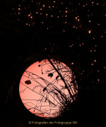 Wiesbadener Waldweihnacht - Fotografin Anne Jeuk