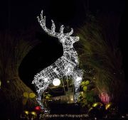 Wiesbadener Waldweihnacht - Fotograf Ahmed Touil