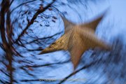 Wiesbadener Waldweihnacht - Fotografin Jutta R. Buchwald