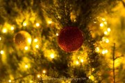 Wiesbadener Waldweihnacht - Fotografin Jutta R. Buchwald