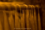 Wiesbadener Waldweihnacht - Fotografin Jutta R. Buchwald