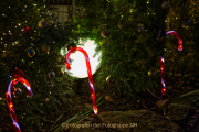 Wiesbadener Waldweihnacht - Fotograf Jörg Zimmermann